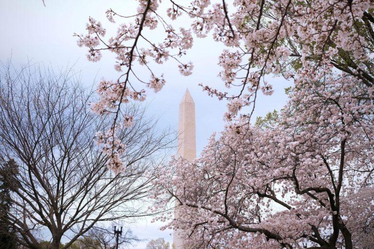 Una vista del Monumento a Washington a través de los cerezos en flor en un día nublado. - Destinos para ver flor de cerezo.