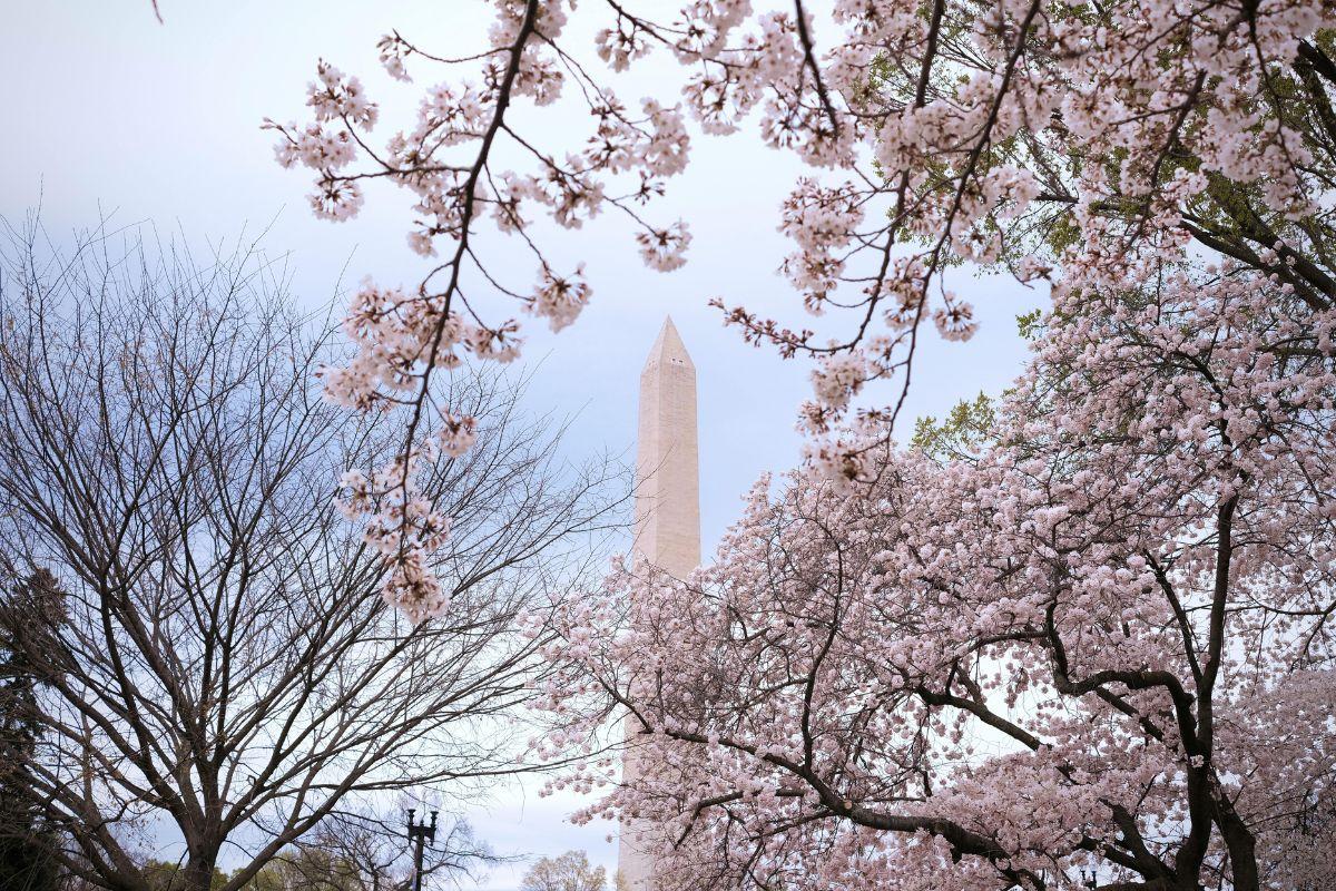 Cherry Blossom Season 2026: Lesser-Known Destinations That Rival Japan and DC